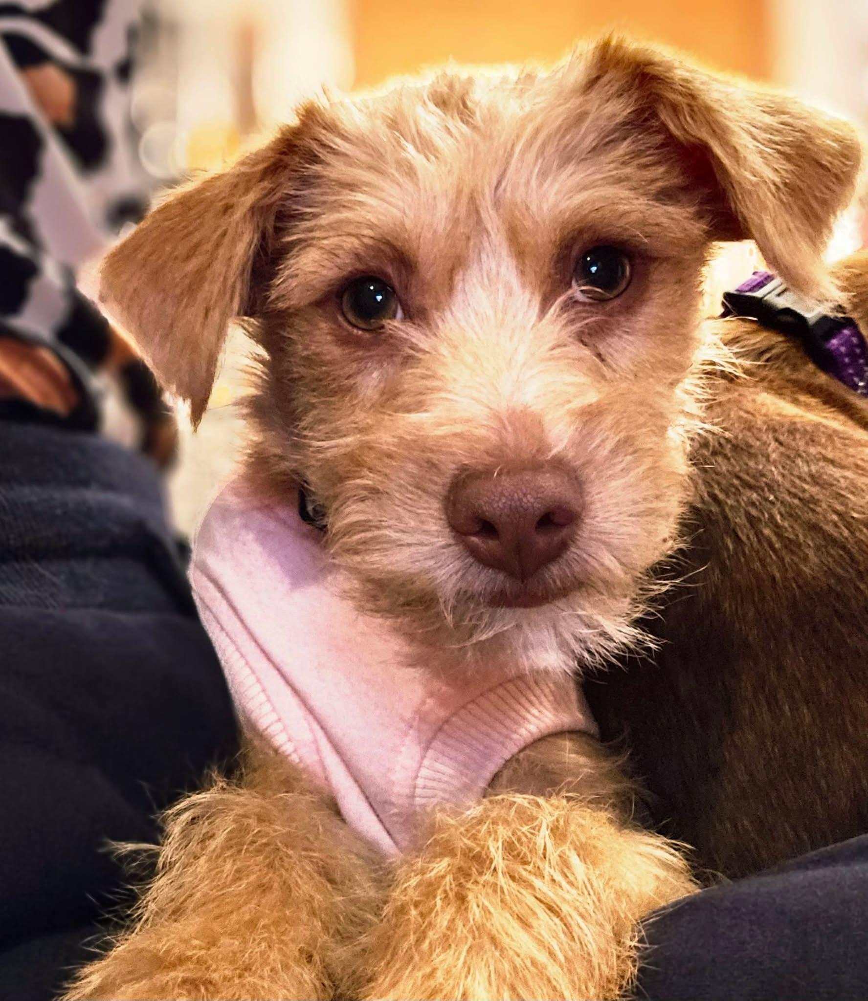 Enlarge Buddy, an adopted mixed breed in Warrenton, VA image 6/6