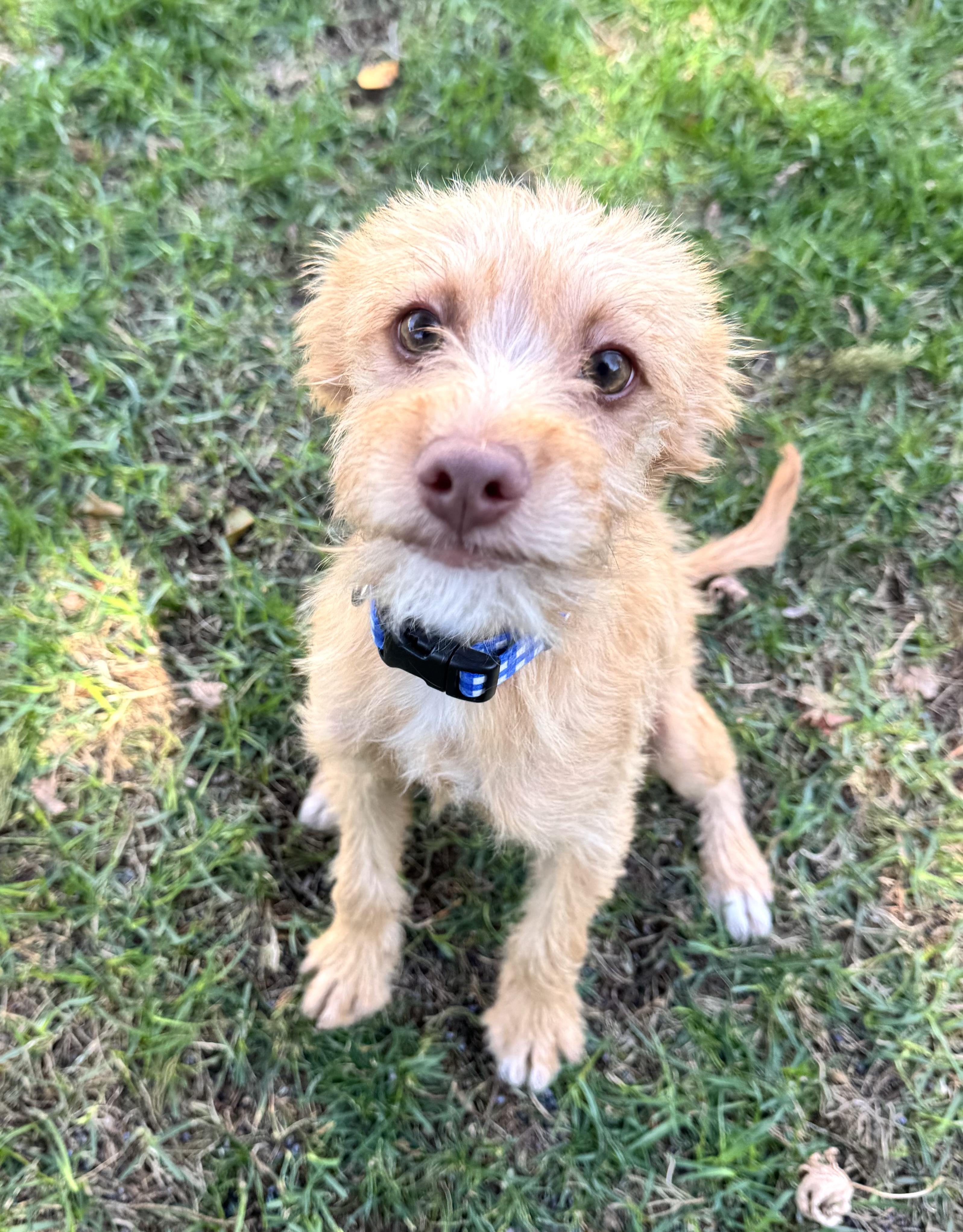 Buddy, adopted, Puppy Male Terrier & Schnauzer.