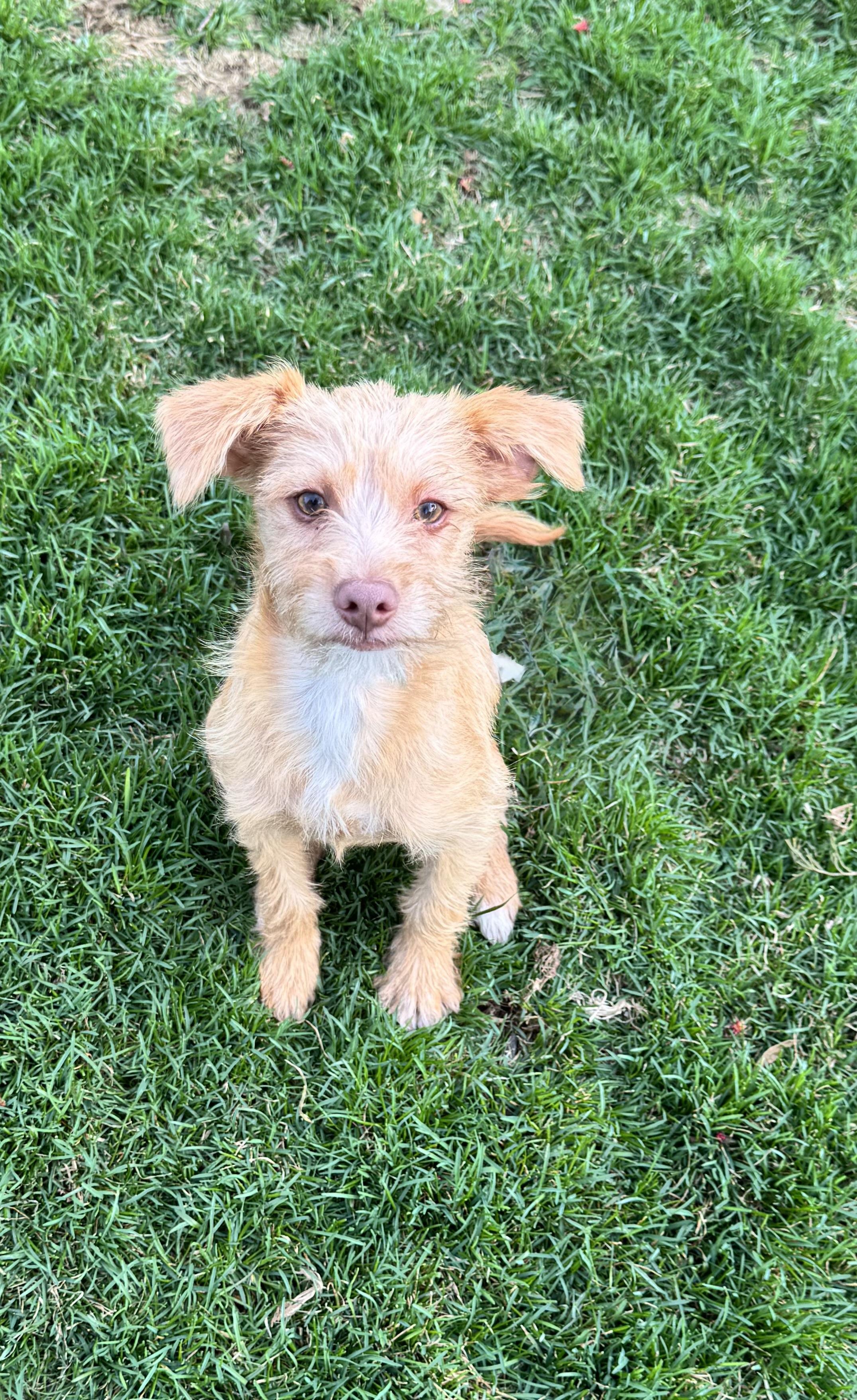 Enlarge Buddy, an adopted mixed breed in Warrenton, VA image 2/6