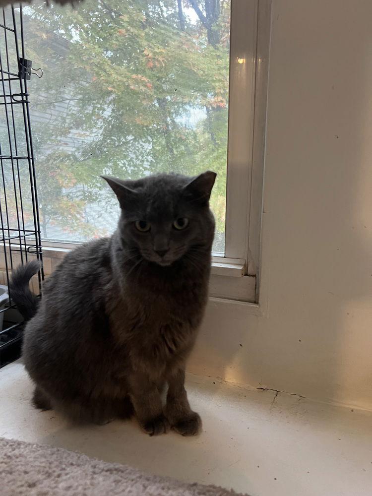 Polly, Adoptable, Adult Female Domestic Short Hair.