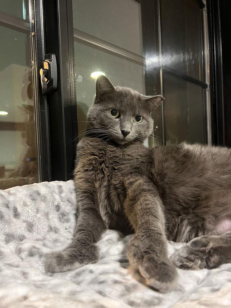 Enlarge Polly, a Adoptable Domestic Short Hair in O'Fallon, MO image 2/3