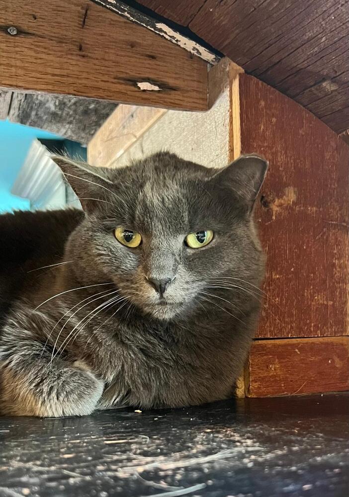 Enlarge Polly, a Adoptable Domestic Short Hair in O'Fallon, MO image 3/3