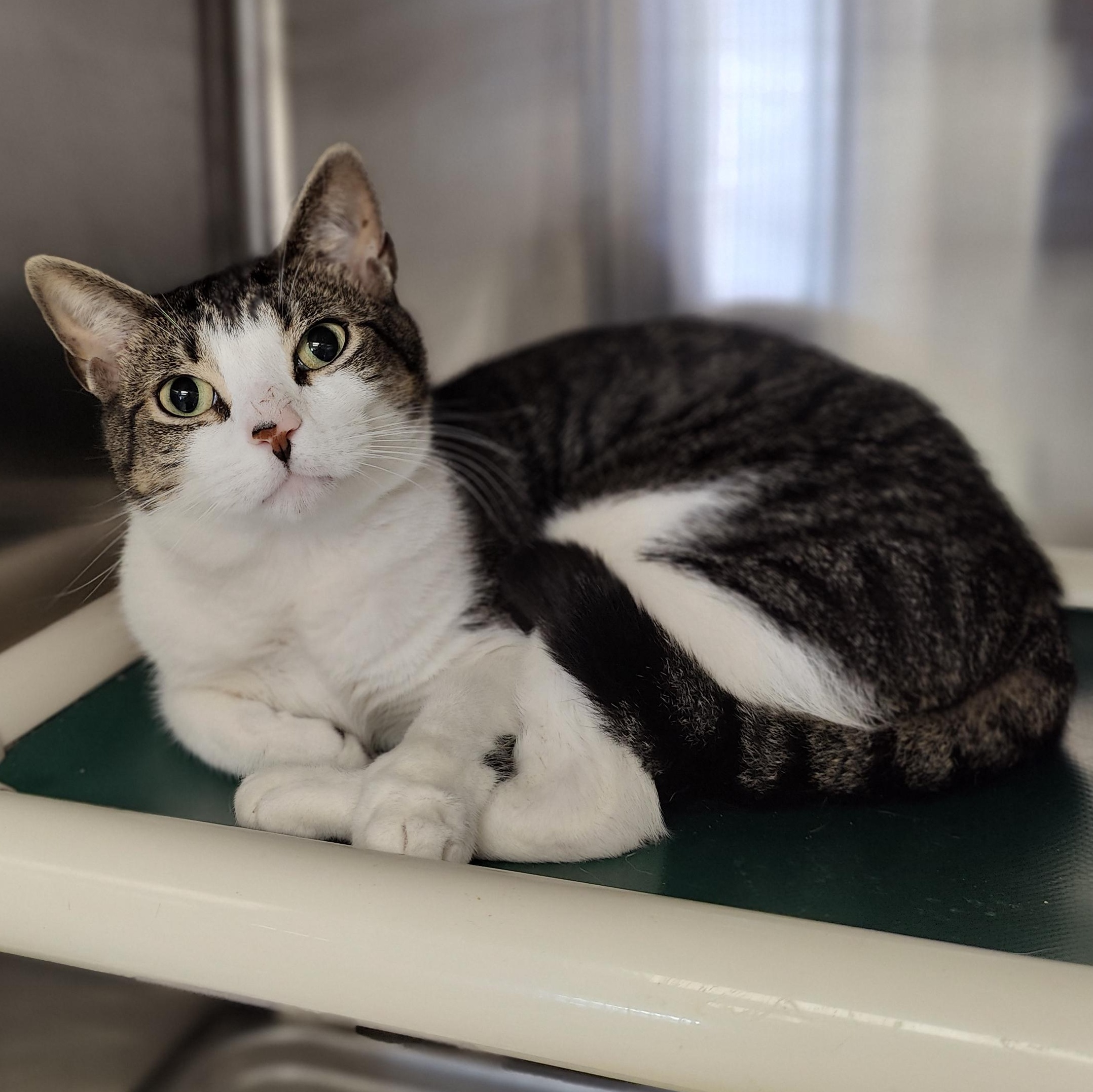 Syndrome, adopted, Young Male Domestic Short Hair.