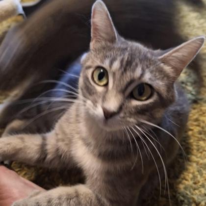 Sunny, Adoptable, Young Female Domestic Short Hair.