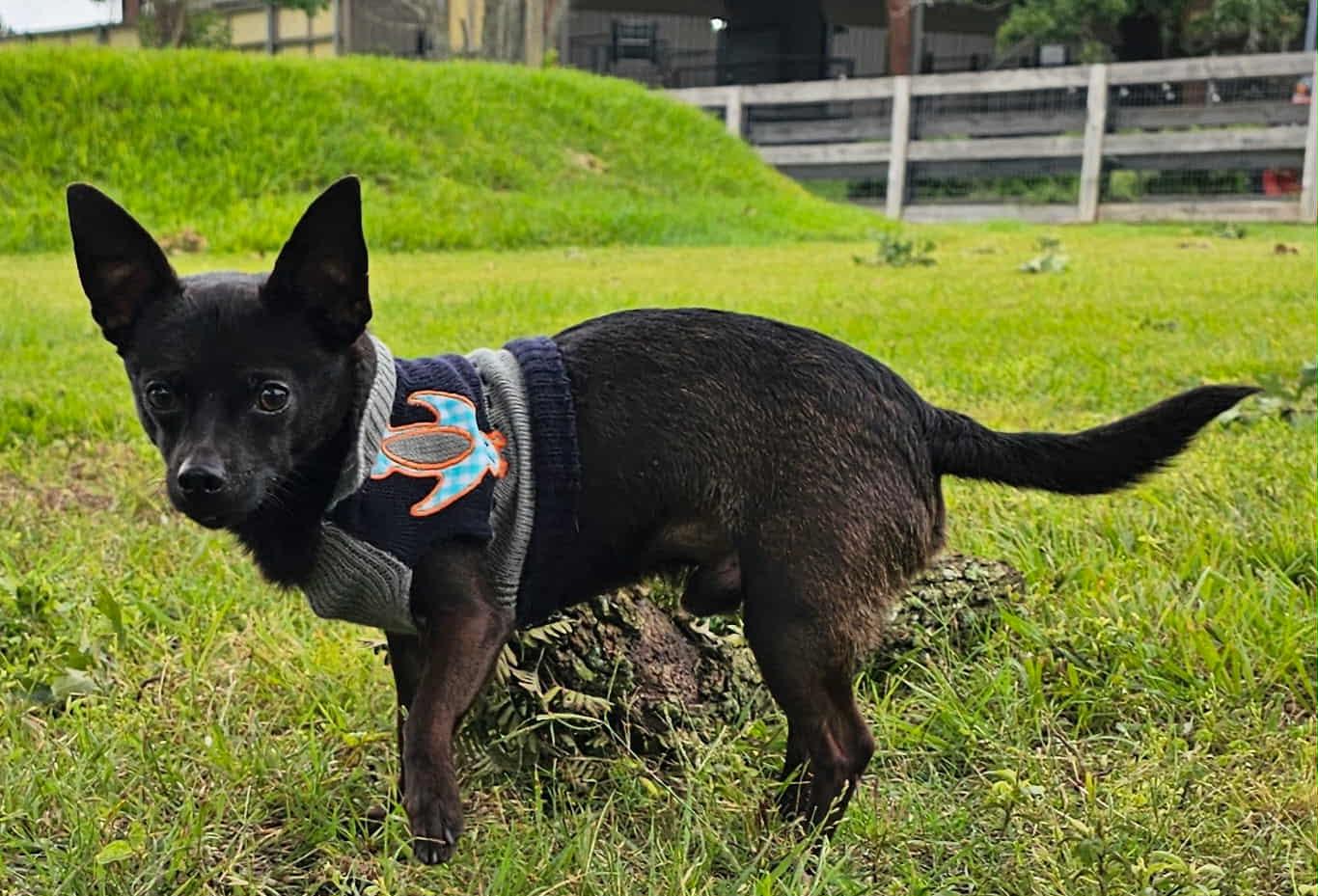 PEEWEE, an adopted mixed breed in Dix Hills, NY image 1/6