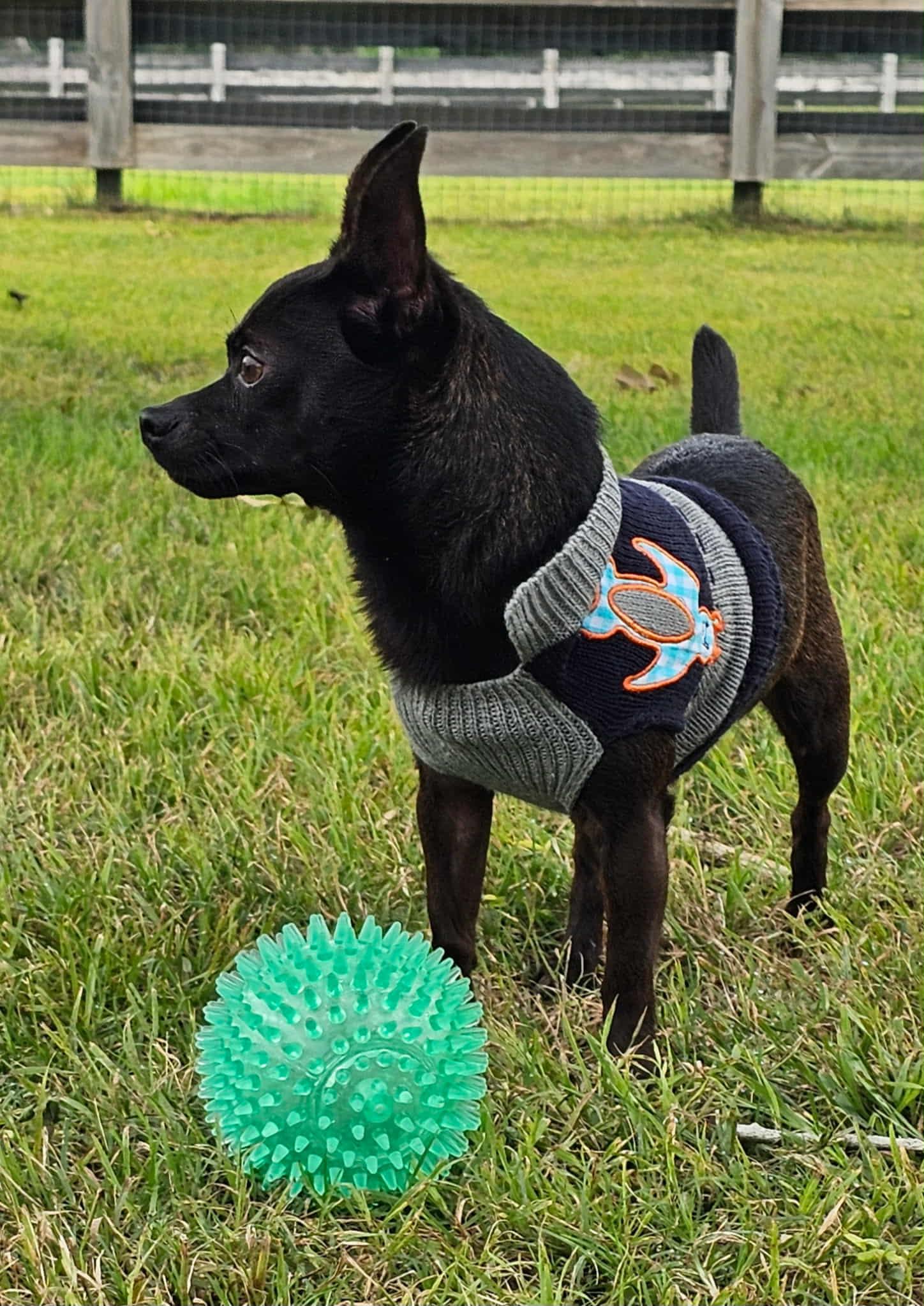 PEEWEE, an adopted mixed breed in Dix Hills, NY image 5/6
