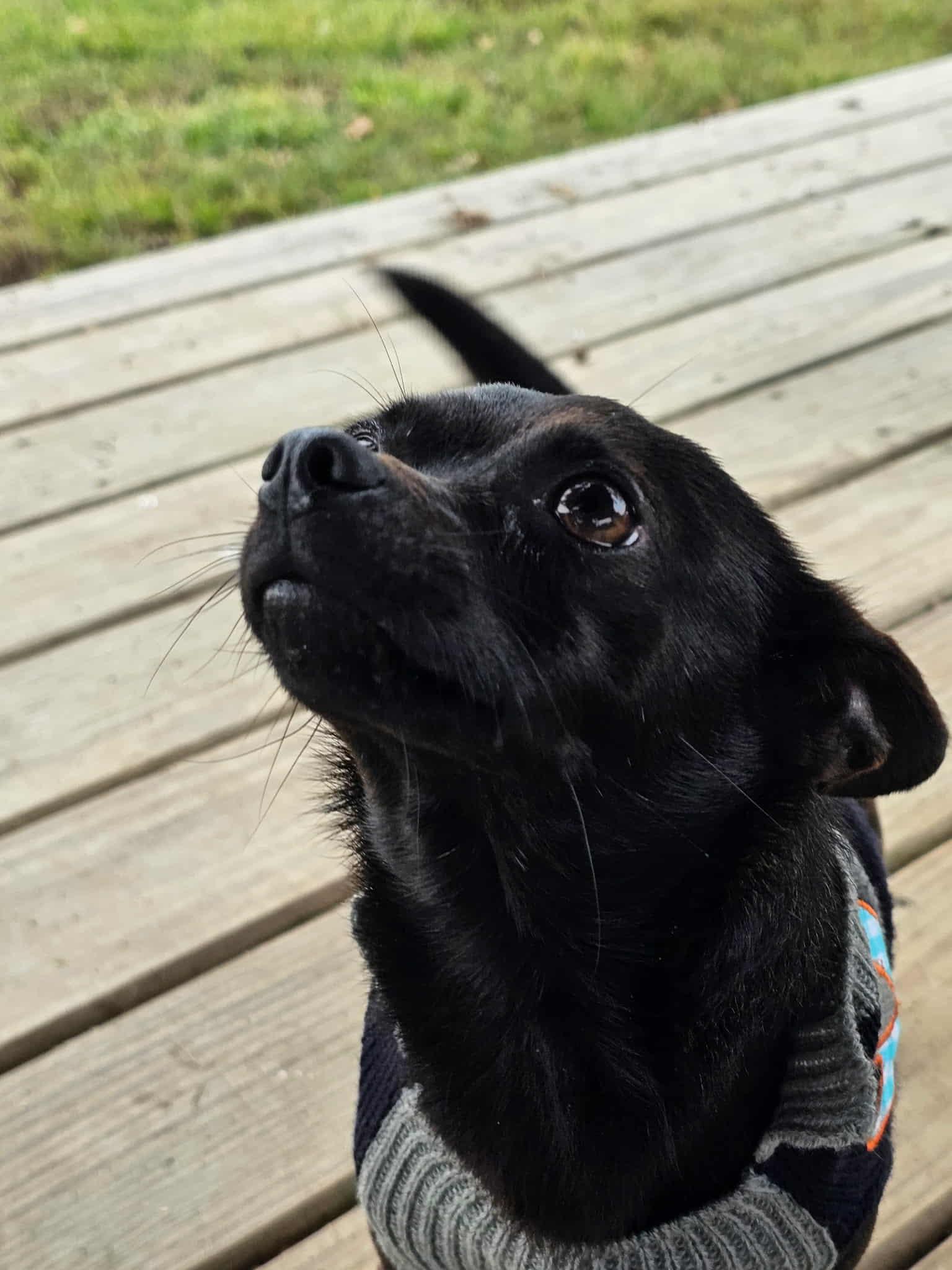 PEEWEE, an adopted mixed breed in Dix Hills, NY image 4/6