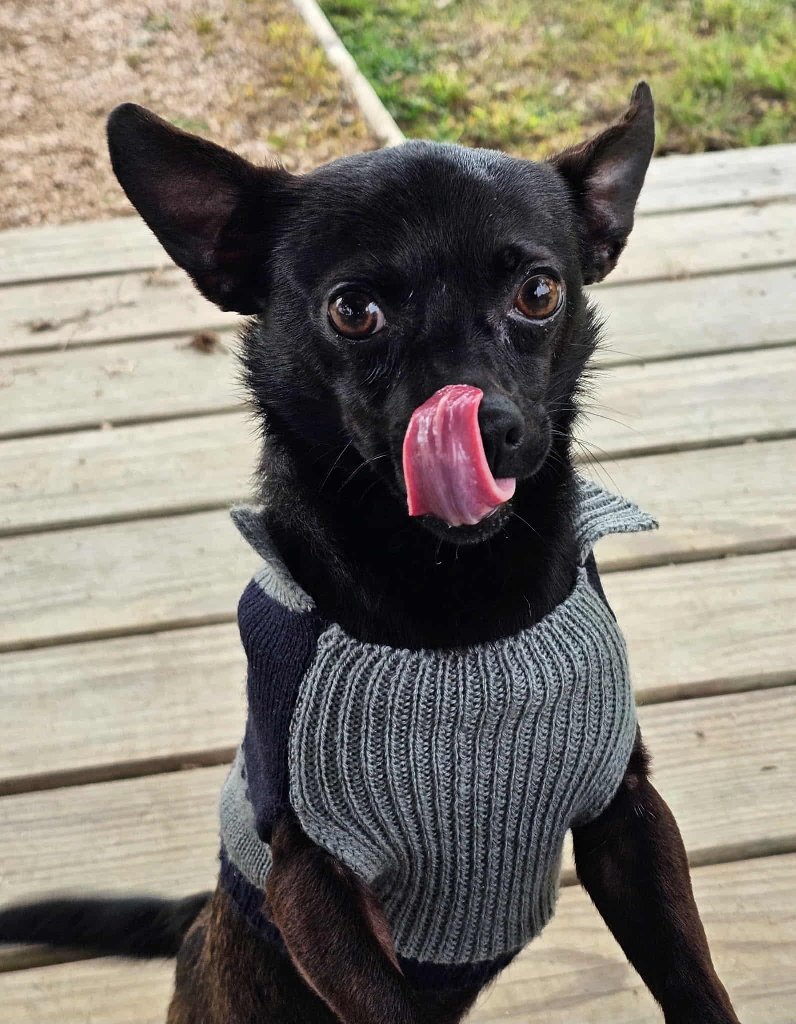 PEEWEE, an adopted mixed breed in Dix Hills, NY image 3/6