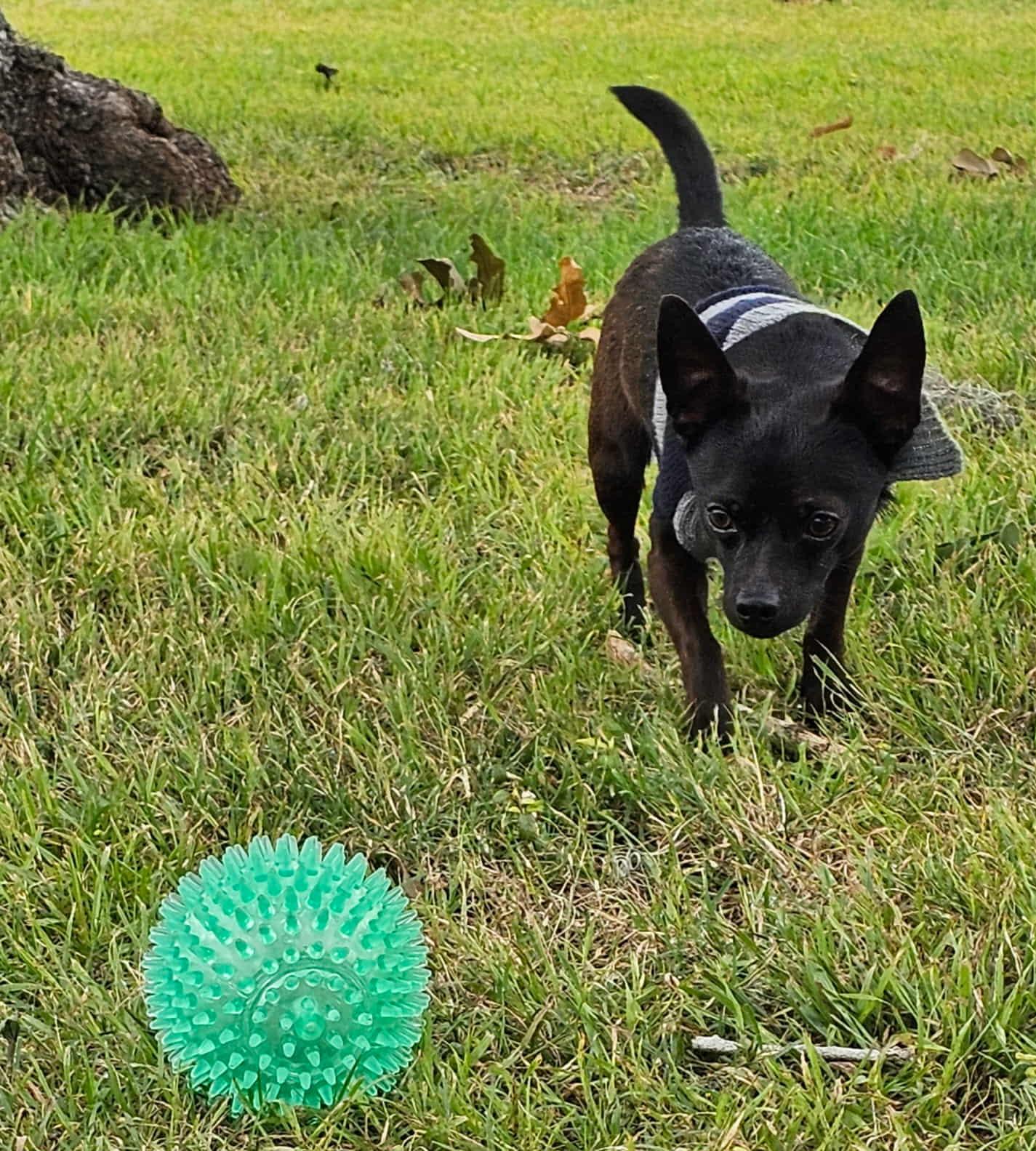 PEEWEE, an adopted mixed breed in Dix Hills, NY image 6/6