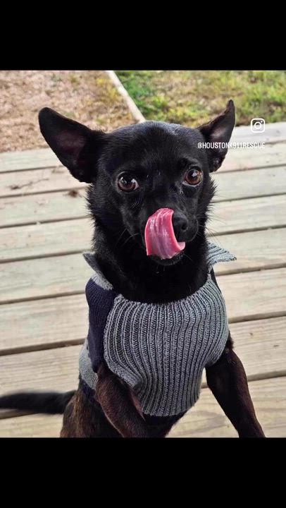 Enlarge PEEWEE, an adopted mixed breed in Dix Hills, NY video 2/6