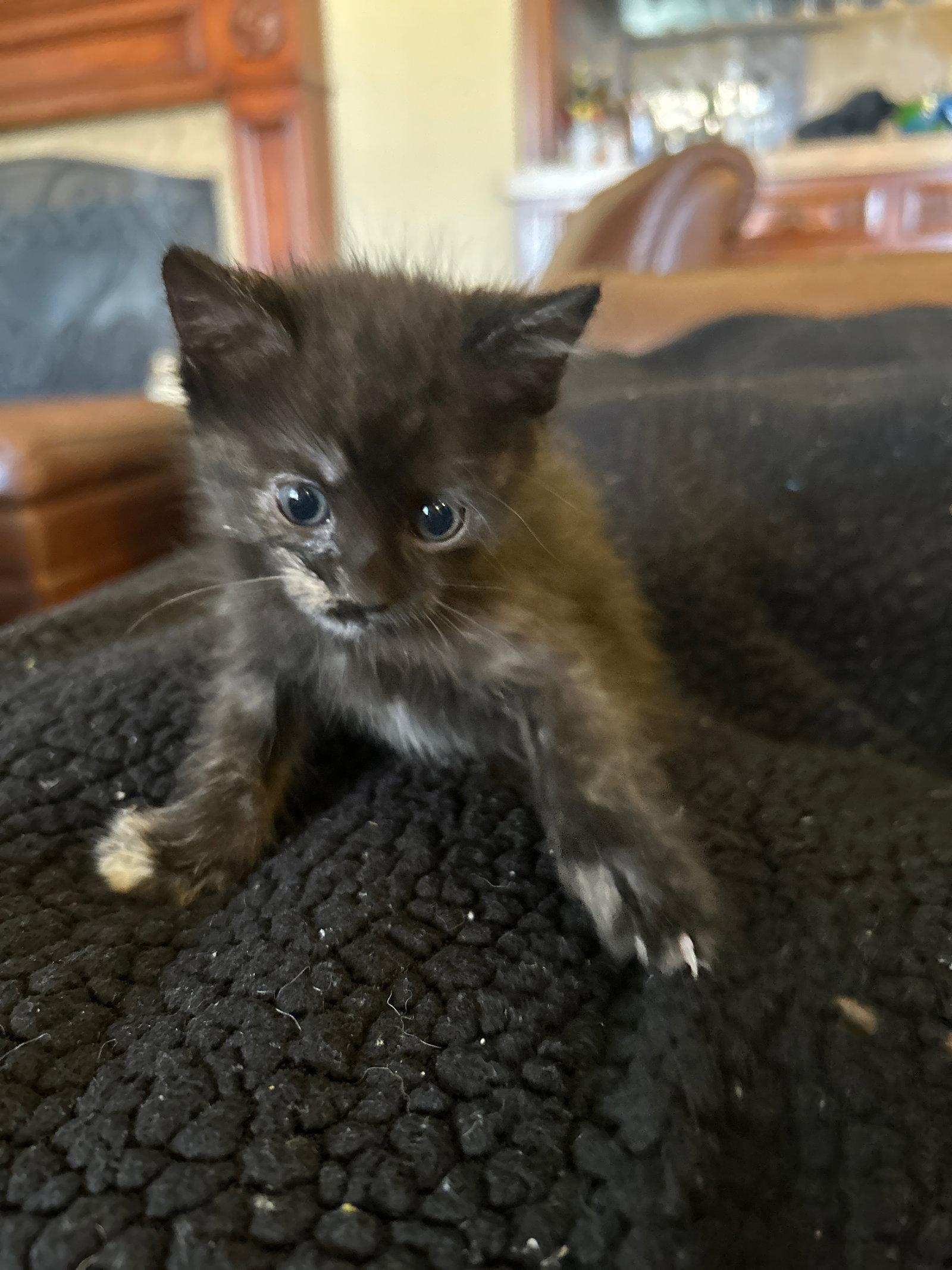 Glad, Adoptable, Kitten Female Domestic Short Hair.