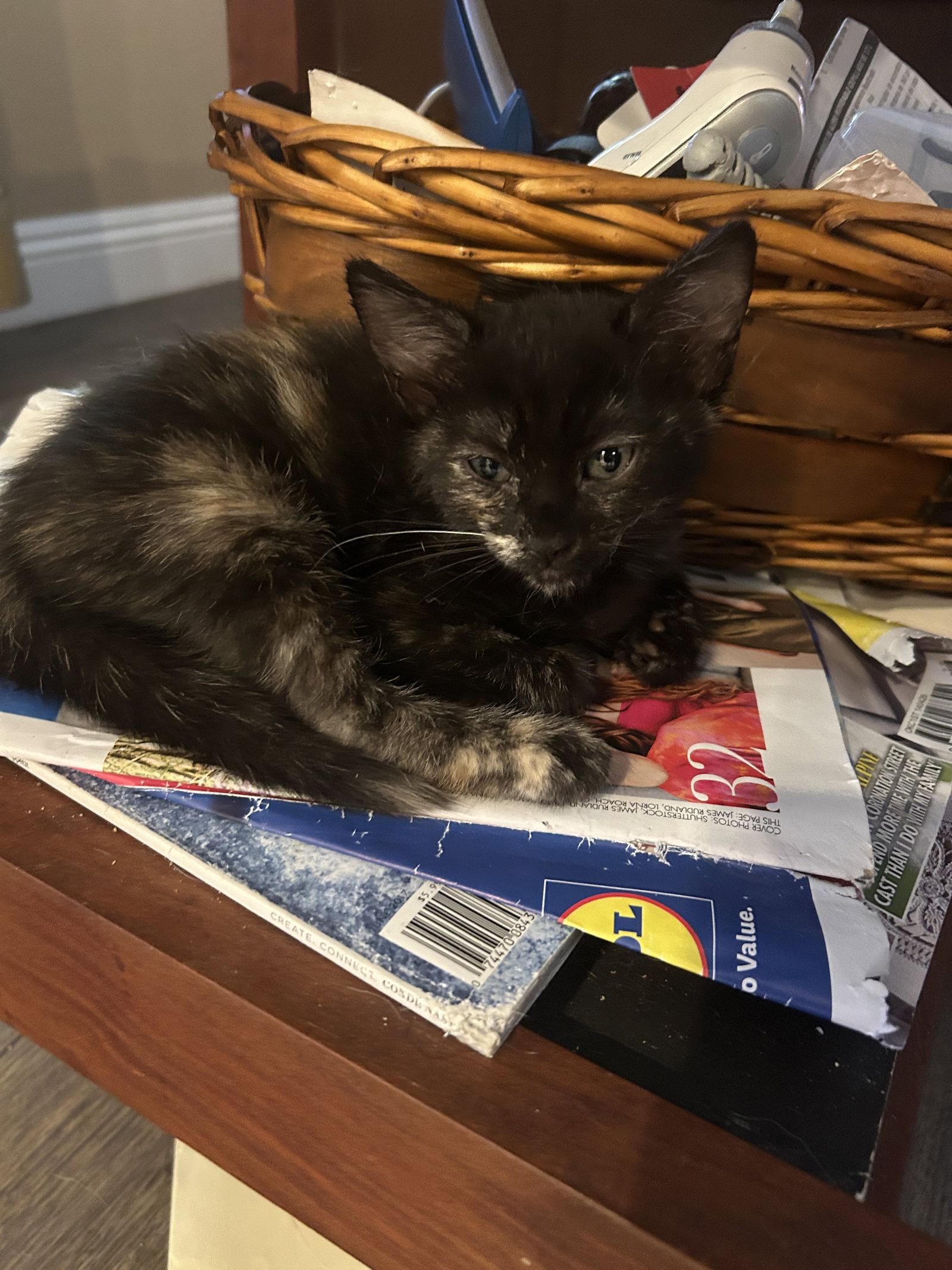 Enlarge Glad, a Adoptable Domestic Short Hair in Mission Viejo, CA image 2/3