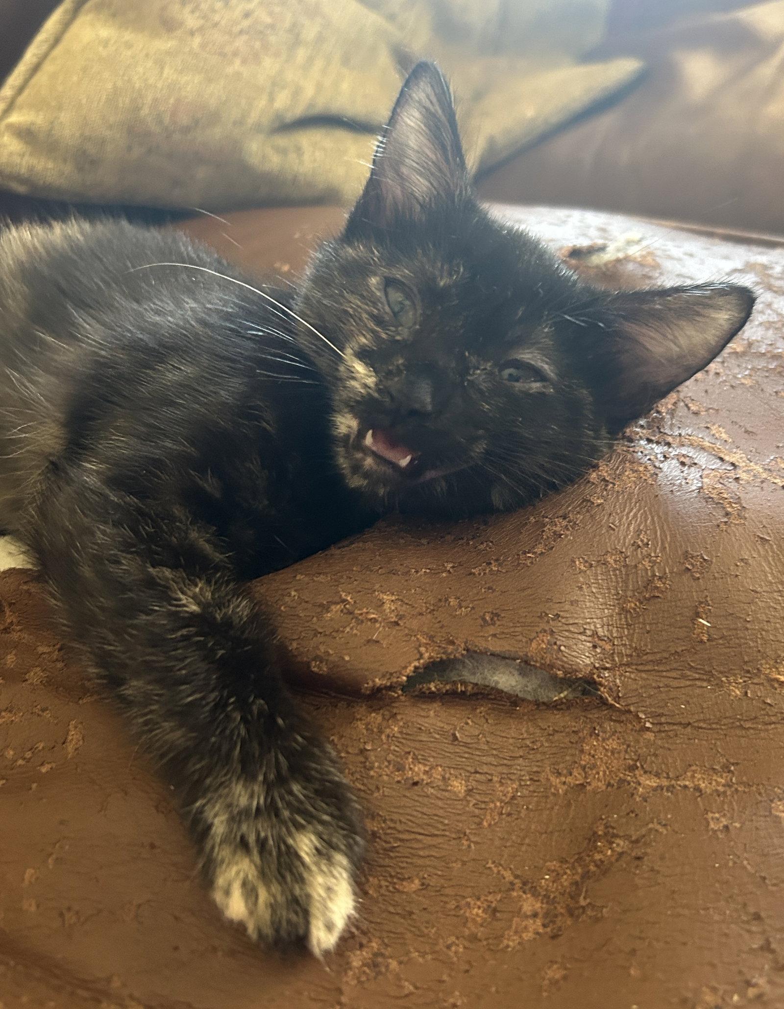 Enlarge Glad, a Adoptable Domestic Short Hair in Mission Viejo, CA image 3/3