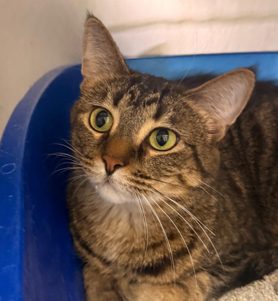 Miriam, a Adoptable mixed breed in Defiance, OH image 1/2