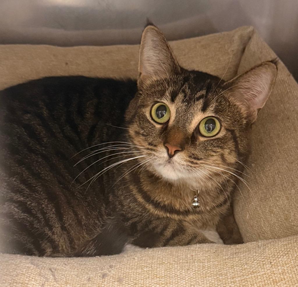 Miriam, a Adoptable mixed breed in Defiance, OH image 2/2