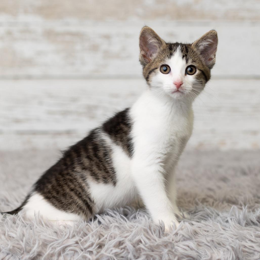 Merideth, Adoptable, Kitten Female Domestic Medium Hair.
