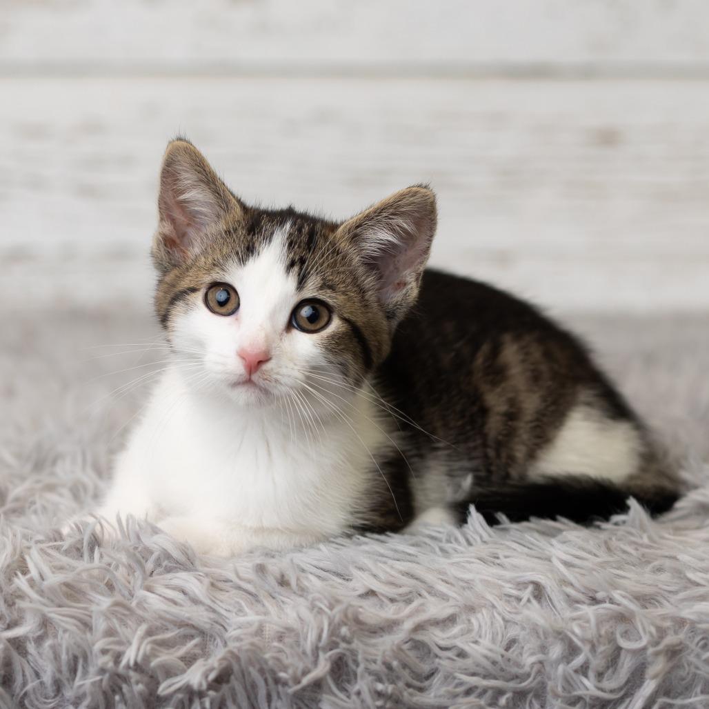 Enlarge Merideth, a Adoptable Domestic Medium Hair in St. Paul, MN image 2/5