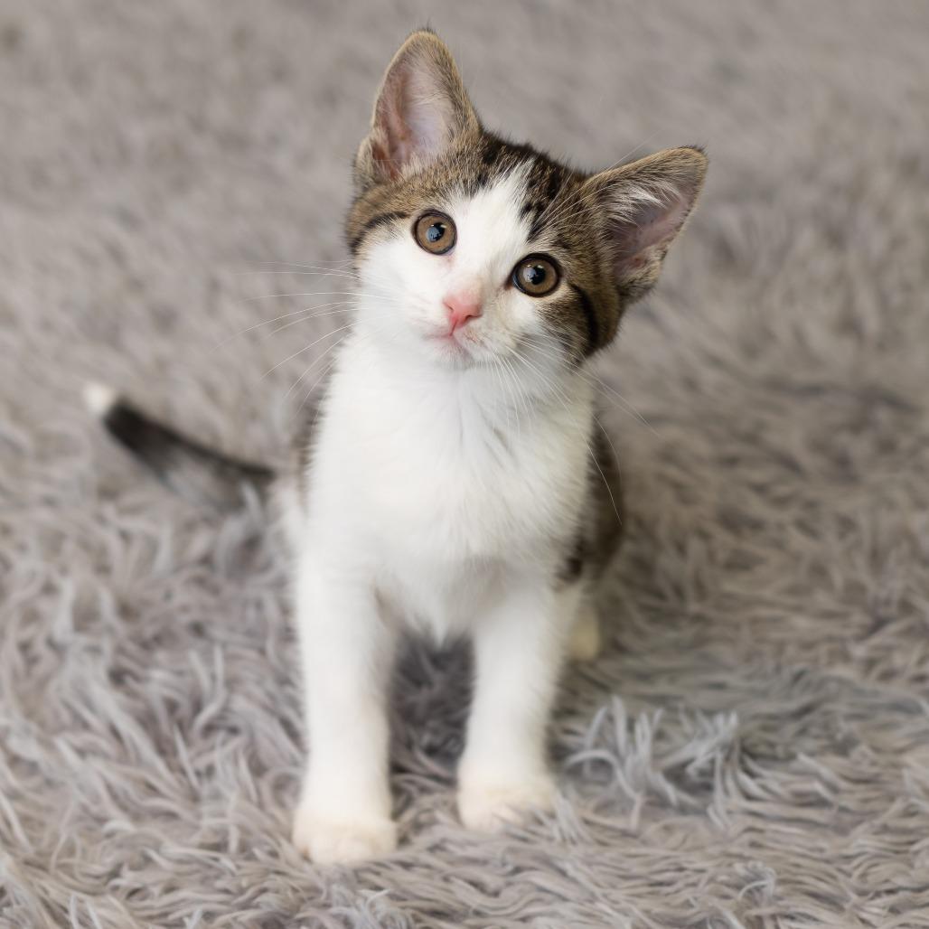 Enlarge Merideth, a Adoptable Domestic Medium Hair in St. Paul, MN image 3/5