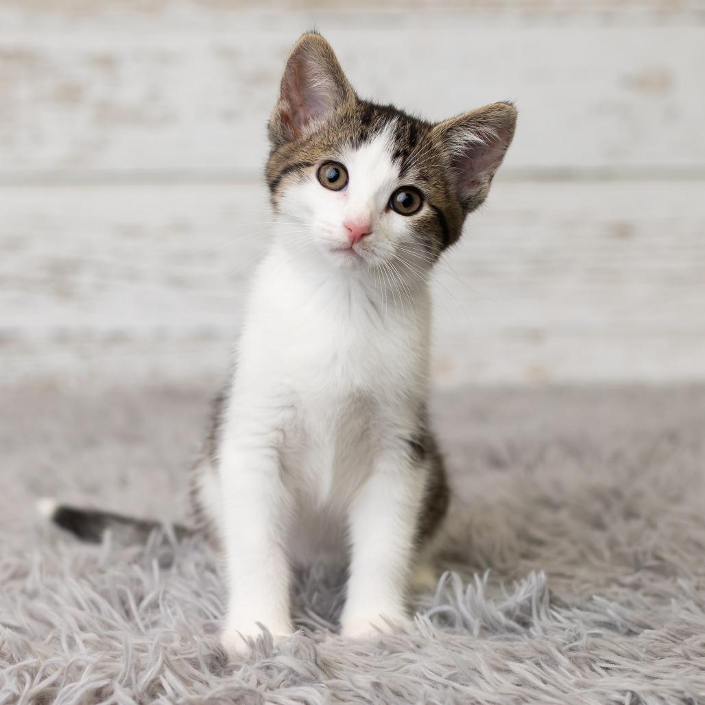 Enlarge Merideth, a Adoptable Domestic Medium Hair in St. Paul, MN image 4/5