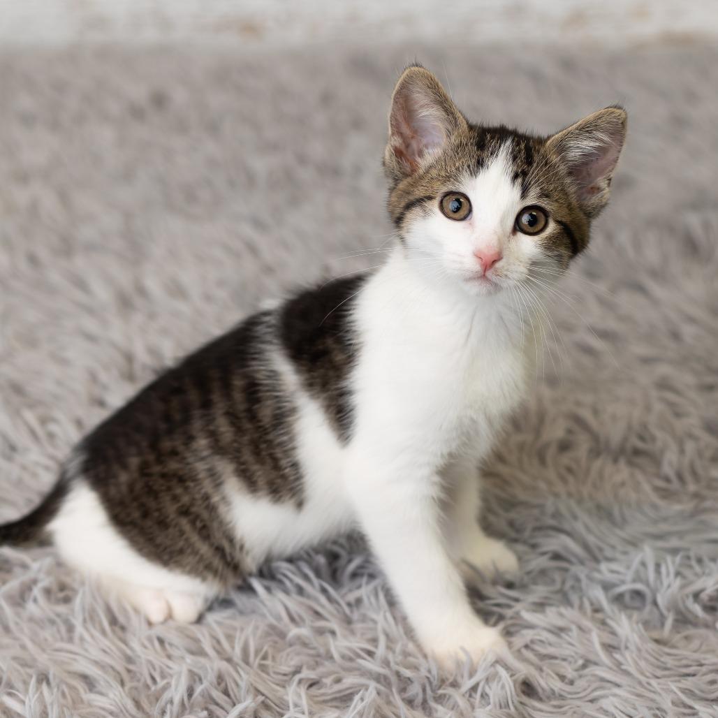 Enlarge Merideth, a Adoptable Domestic Medium Hair in St. Paul, MN image 5/5