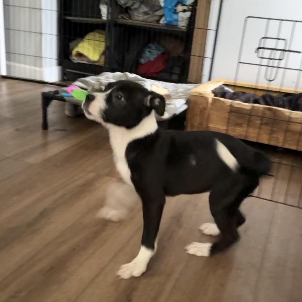Angelica, Adoptable, Young Female Terrier & Boxer.
