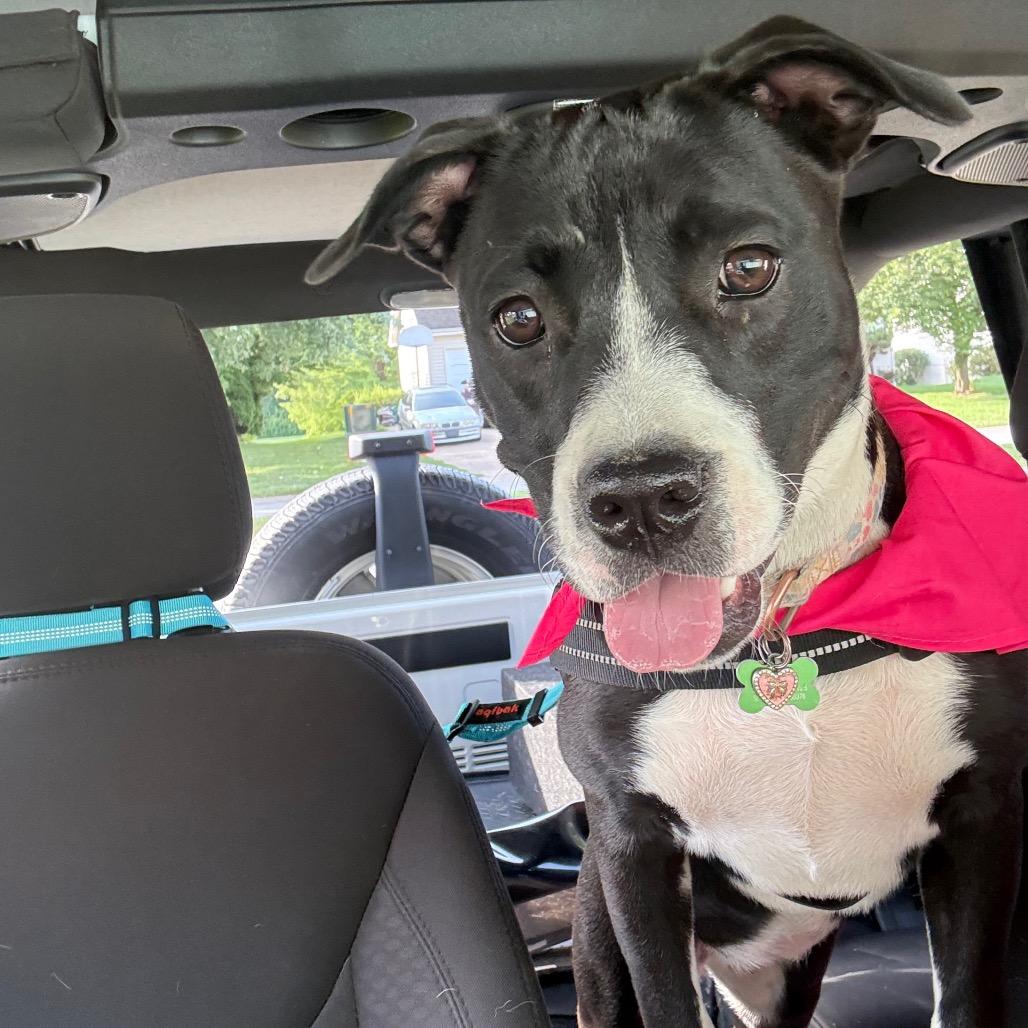 Enlarge Angelica, a Adoptable mixed breed in St. Charles, MO image 2/6