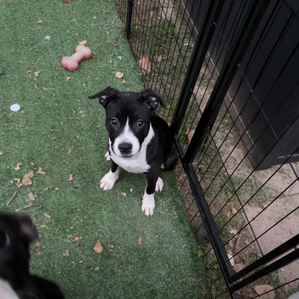 Enlarge Angelica, a Adoptable mixed breed in St. Charles, MO image 2/6