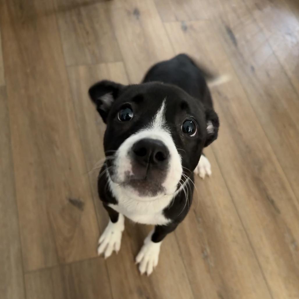 Enlarge Angelica, a Adoptable mixed breed in St. Charles, MO image 3/6