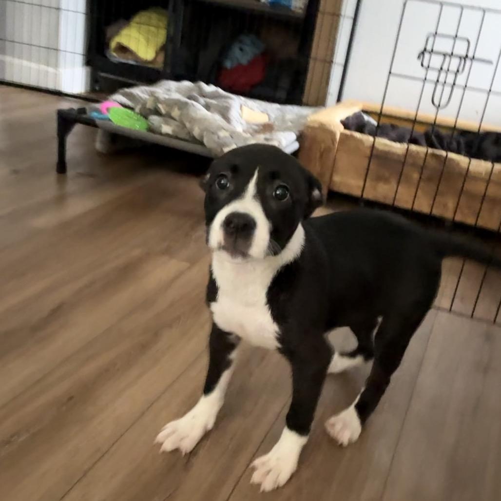 Enlarge Angelica, a Adoptable mixed breed in St. Charles, MO image 4/6