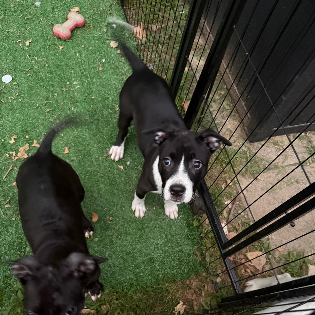 Enlarge Angelica, a Adoptable mixed breed in St. Charles, MO image 5/6