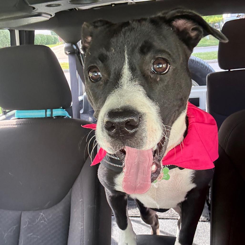 Enlarge Angelica, a Adoptable mixed breed in St. Charles, MO image 6/6