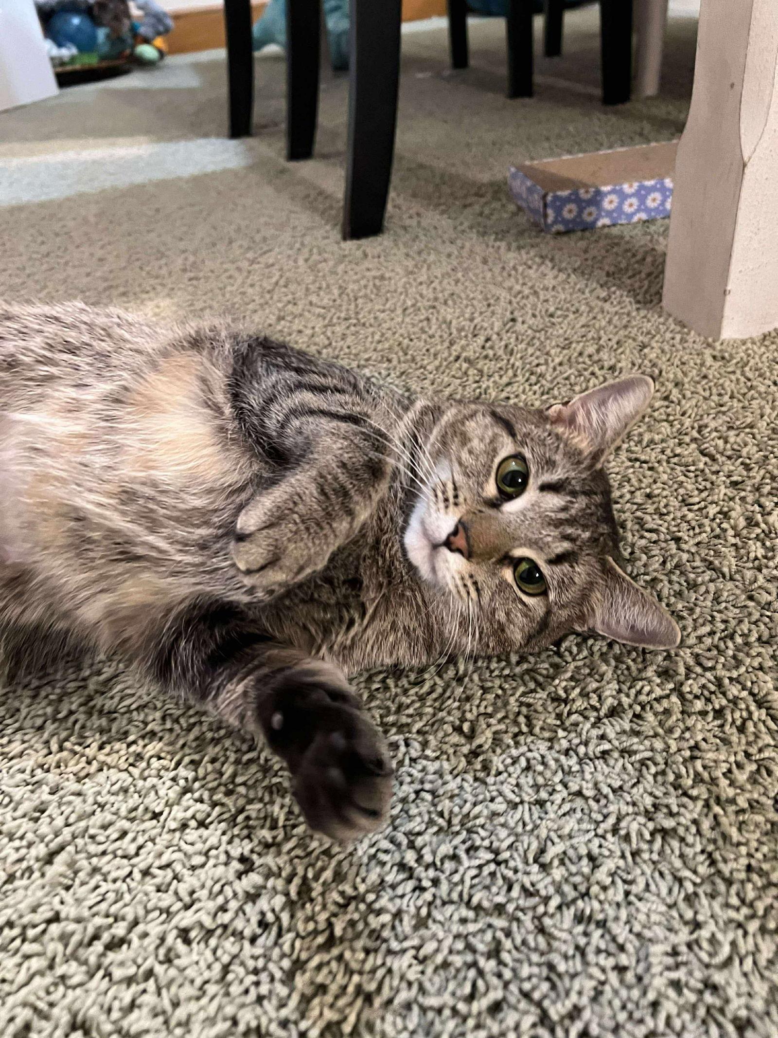 Mirage, a Adoptable Domestic Short Hair in West Des Moines, IA image 1/3