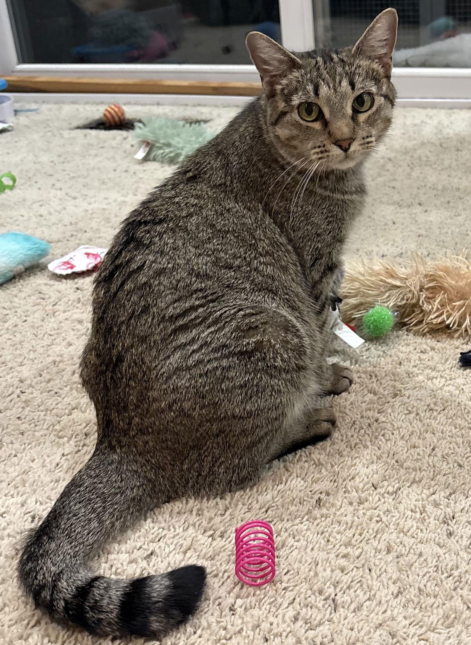 Mirage, Adoptable, Adult Female Domestic Short Hair.