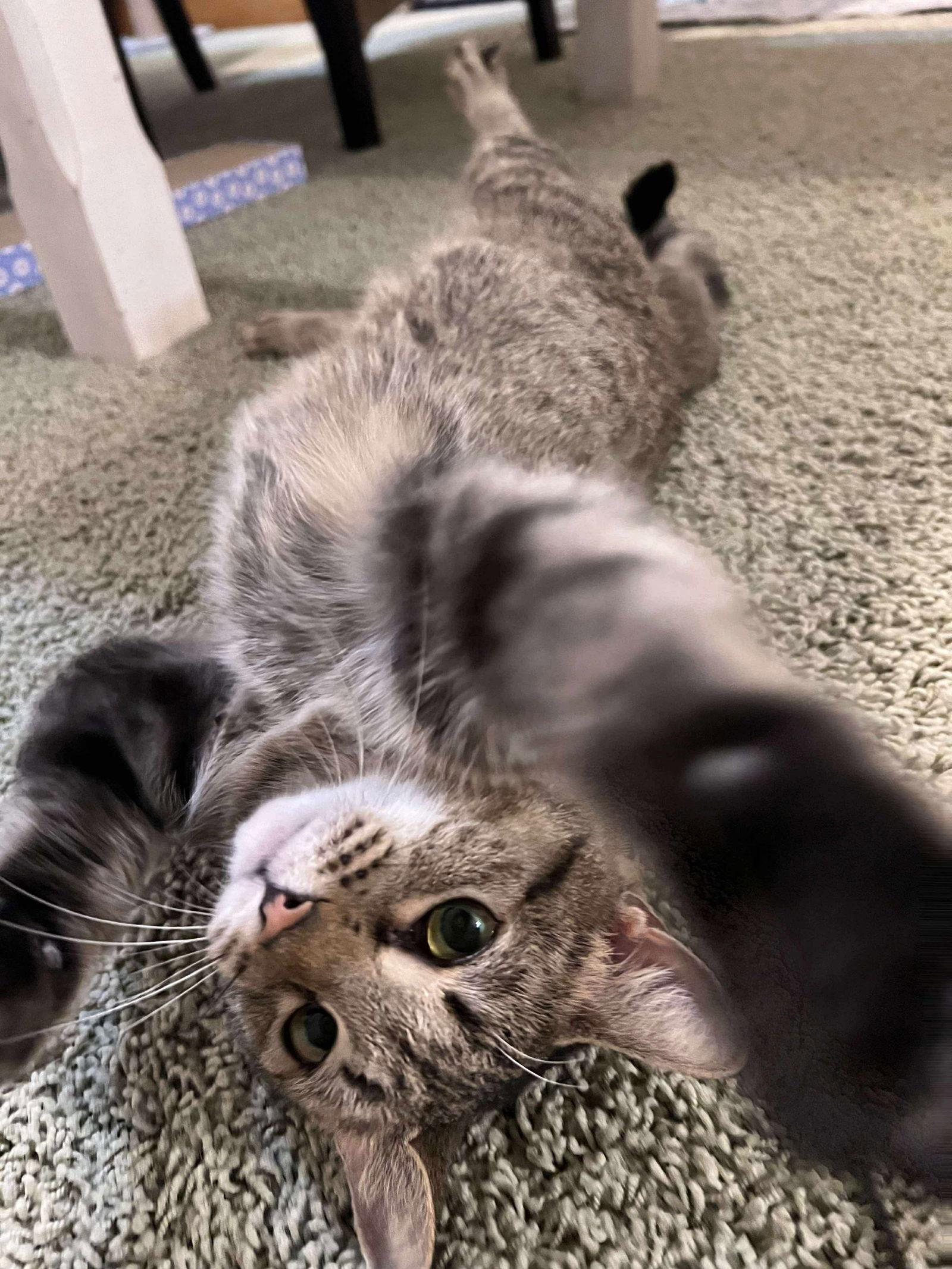 Mirage, a Adoptable Domestic Short Hair in West Des Moines, IA image 3/3