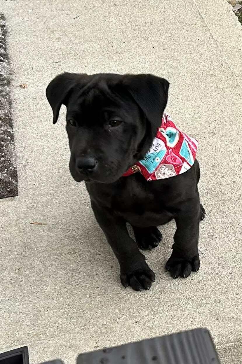 Neo, Adopted, Puppy Male Shar-Pei & Labrador Retriever.
