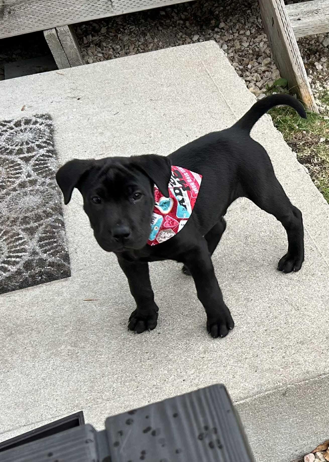 Enlarge Neo, a Adopted mixed breed in Winnipeg, MB image 2/3