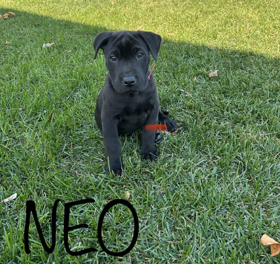 Neo, an adoptable Shar-Pei, Labrador Retriever in Winnipeg, MB, R2R 1s1 | Photo Image 1