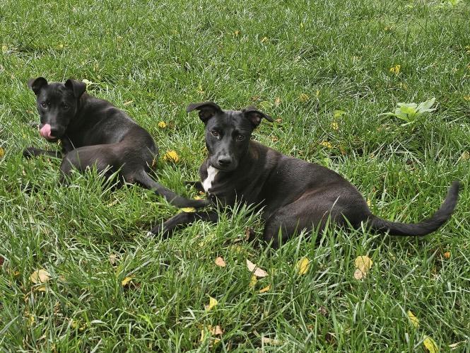 Spongebob Squarepants, Adoptable, Young Male Black Labrador Retriever & American Staffordshire Terrier.