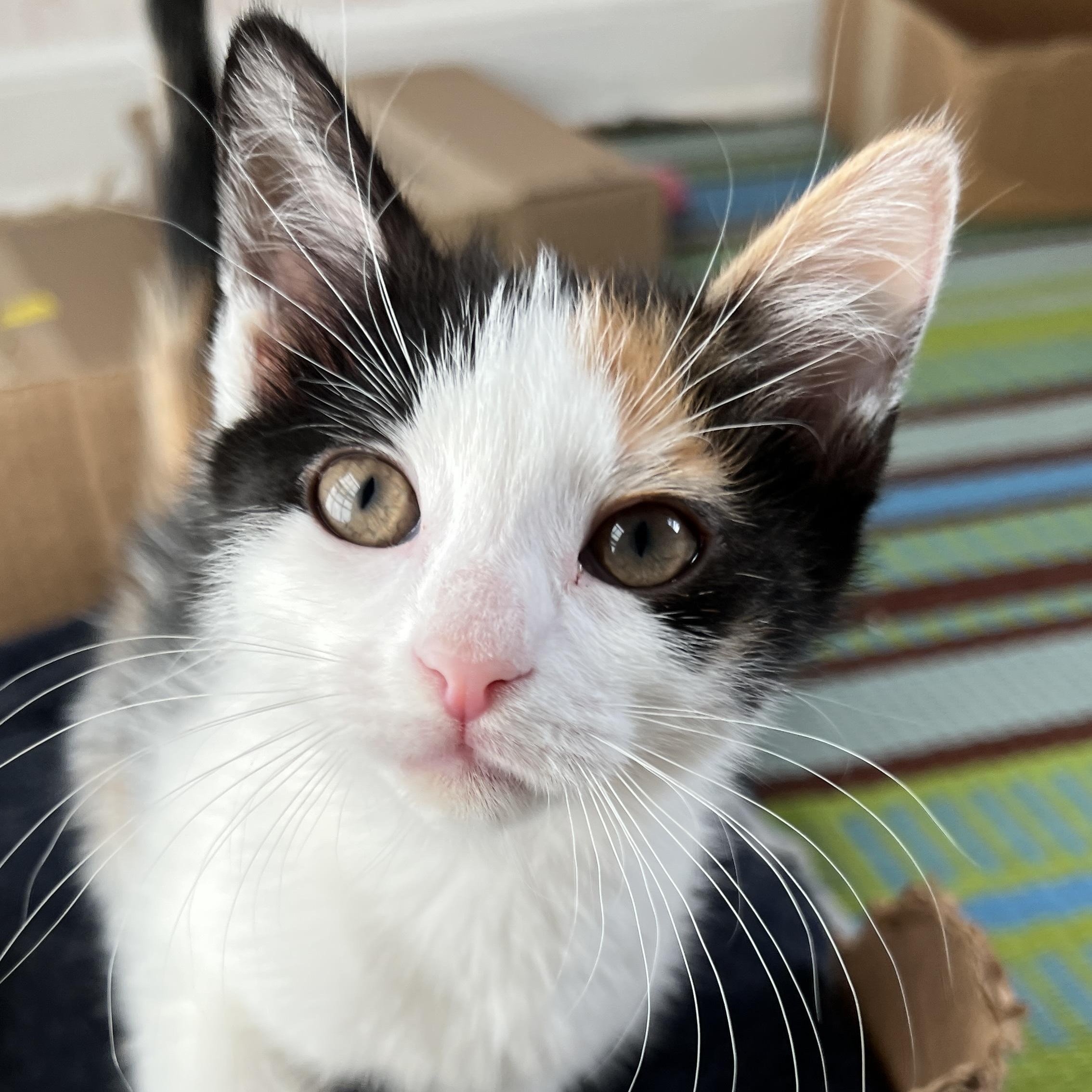 Amelia