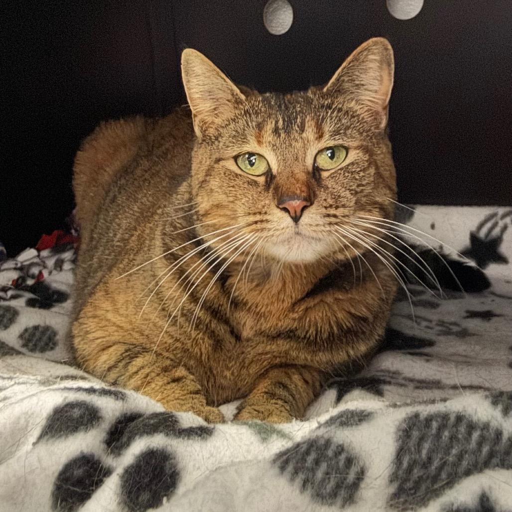 Enlarge Daisy, a Adoptable Domestic Short Hair in Port Angeles, WA image 3/6