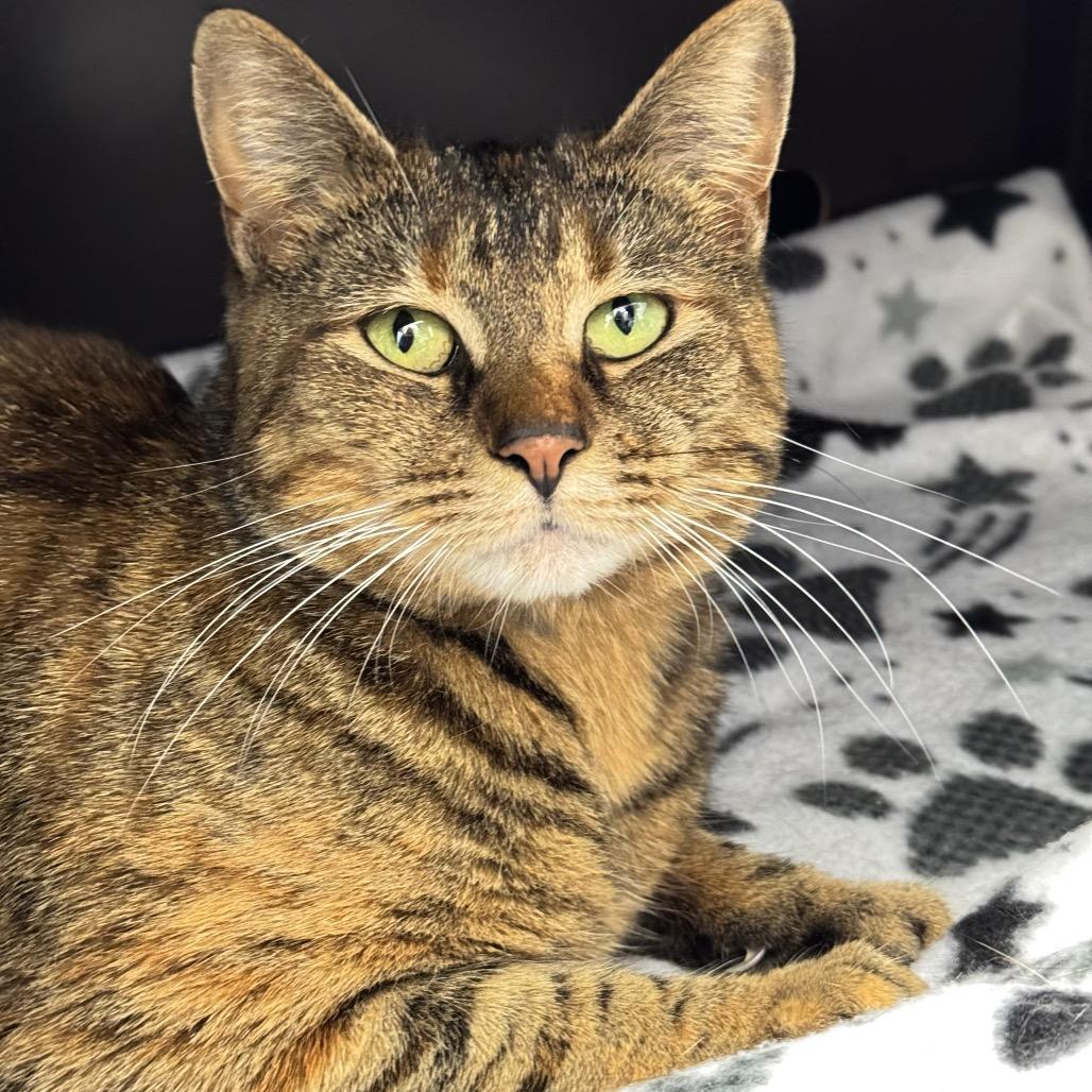 Enlarge Daisy, a Adoptable Domestic Short Hair in Port Angeles, WA image 4/6