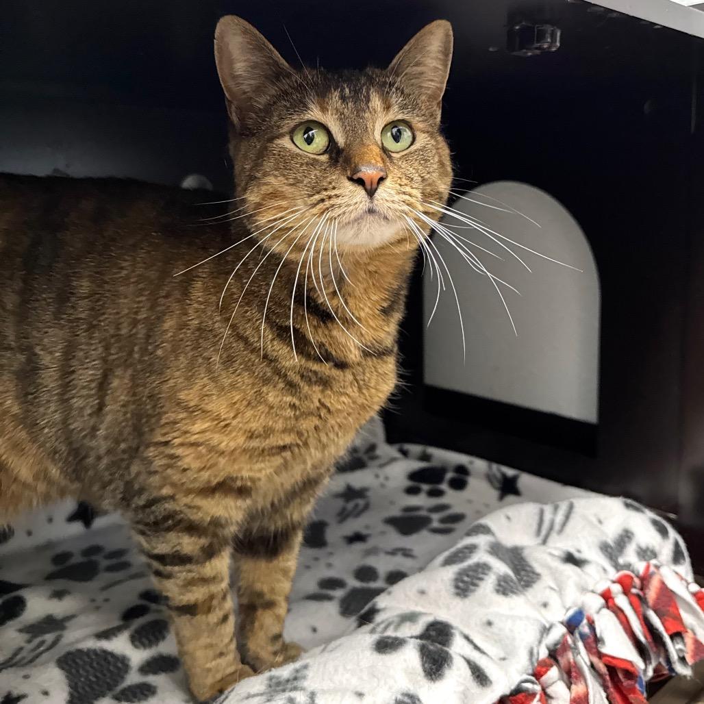 Enlarge Daisy, a Adoptable Domestic Short Hair in Port Angeles, WA image 5/6