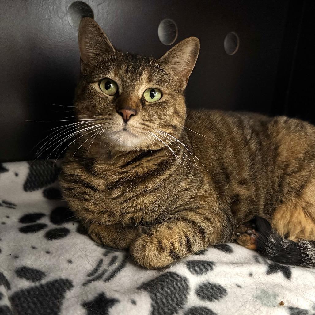 Enlarge Daisy, a Adoptable Domestic Short Hair in Port Angeles, WA image 6/6