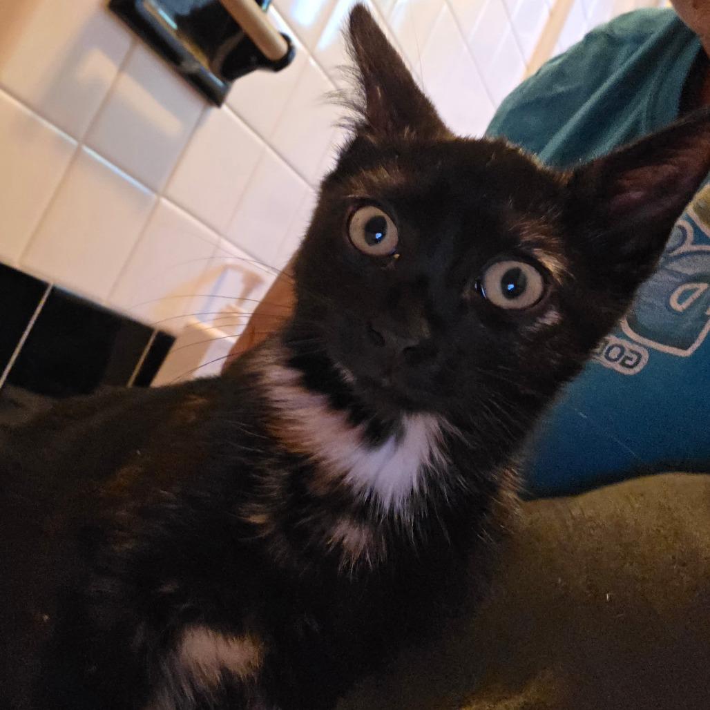 26-252 Shakira, Adoptable, Kitten Female Domestic Short Hair.