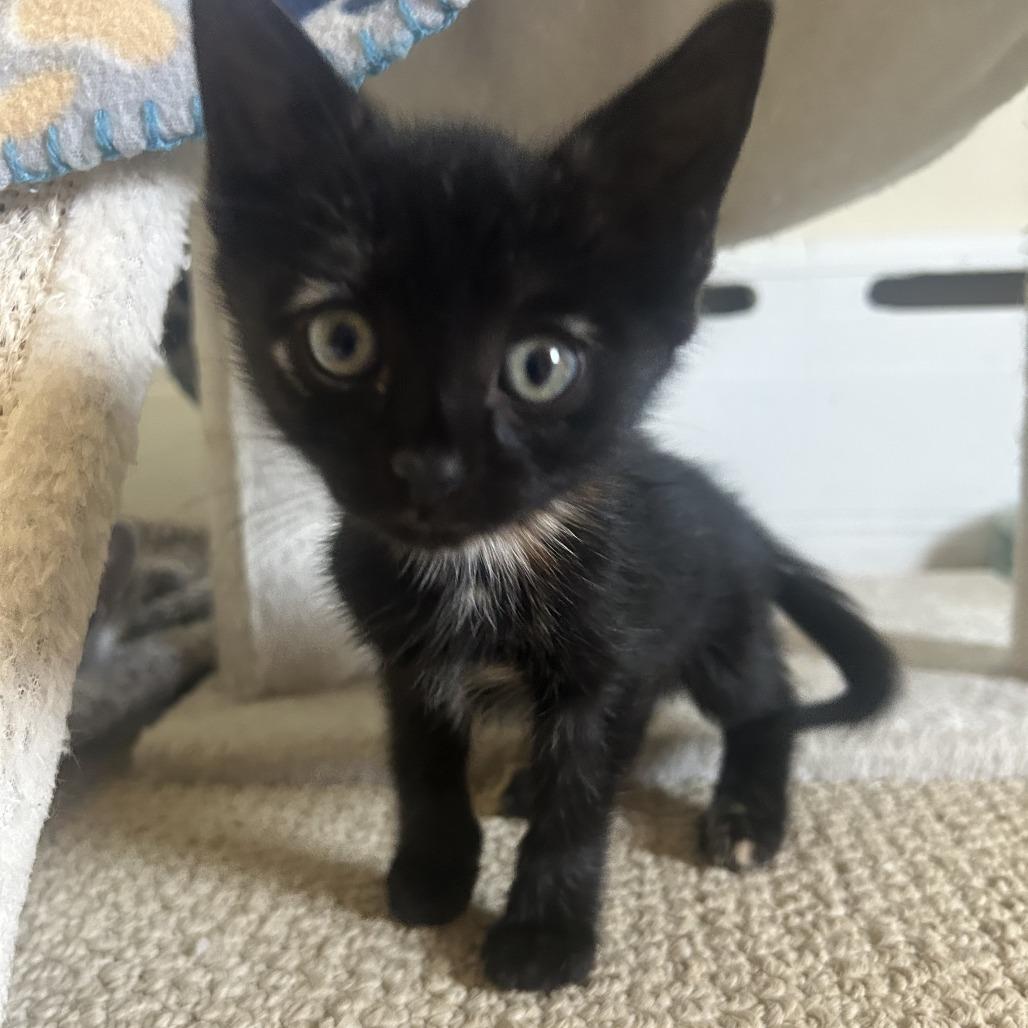 Enlarge 26-252 Shakira, a Adoptable Domestic Short Hair in North Branford, CT image 2/3