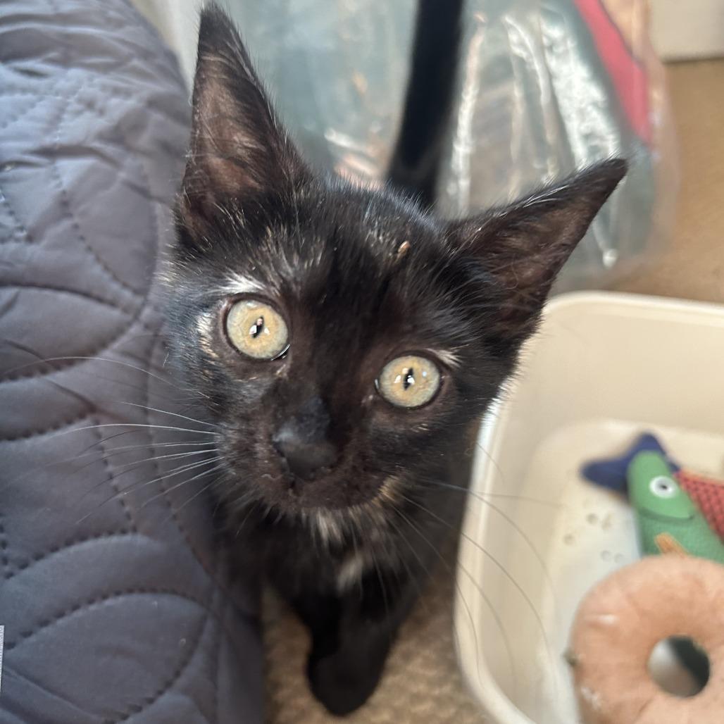Enlarge 26-252 Shakira, a Adoptable Domestic Short Hair in North Branford, CT image 3/3