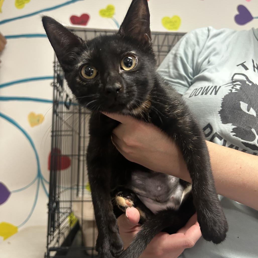Enlarge 26-252 Shakira, a Adoptable Domestic Short Hair in North Branford, CT image 4/5