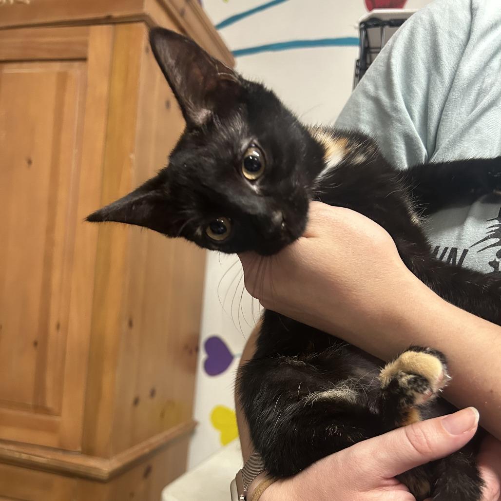 Enlarge 26-252 Shakira, a Adoptable Domestic Short Hair in North Branford, CT image 5/5