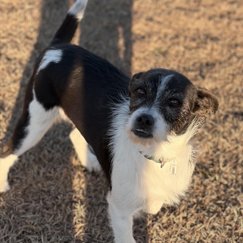 Alfie, Adoptable, Adult Female Jack Russell Terrier.