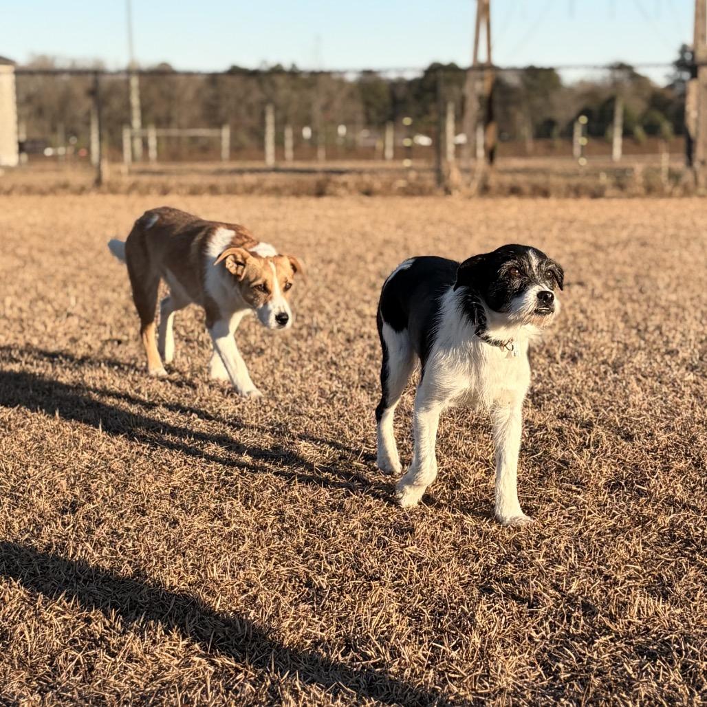 Enlarge Alfie, a Adoptable Jack Russell Terrier in Aberdeen, NC image 2/6